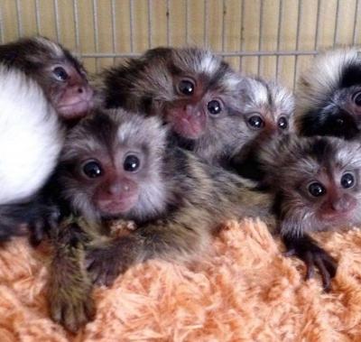 Well Trained Finger Marmoset Monkeys for sale 