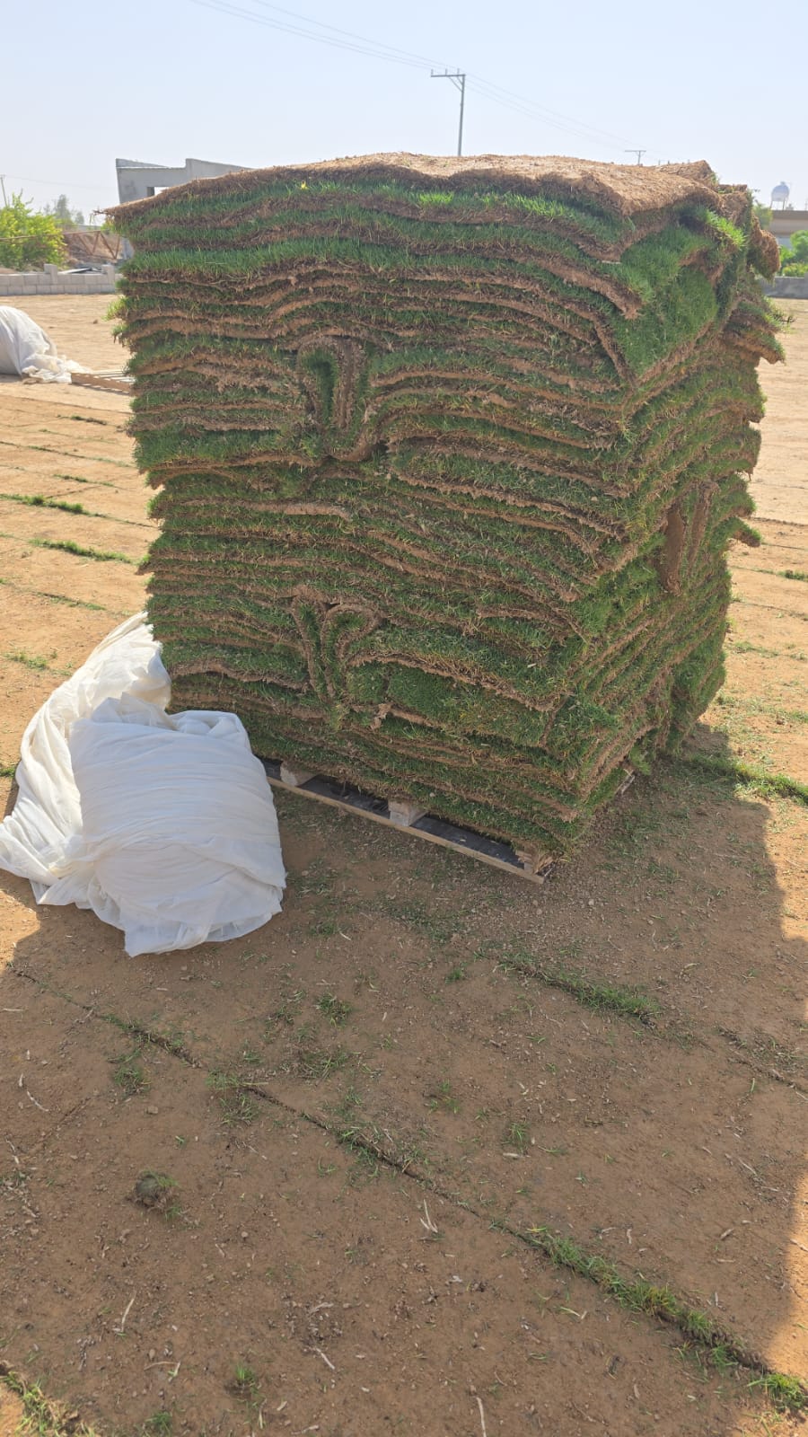 ثيل طبيعي وانتراو فرنسي ويابانى دراجه اوالى مع التركيب ابوحسن الخرج نعجان 