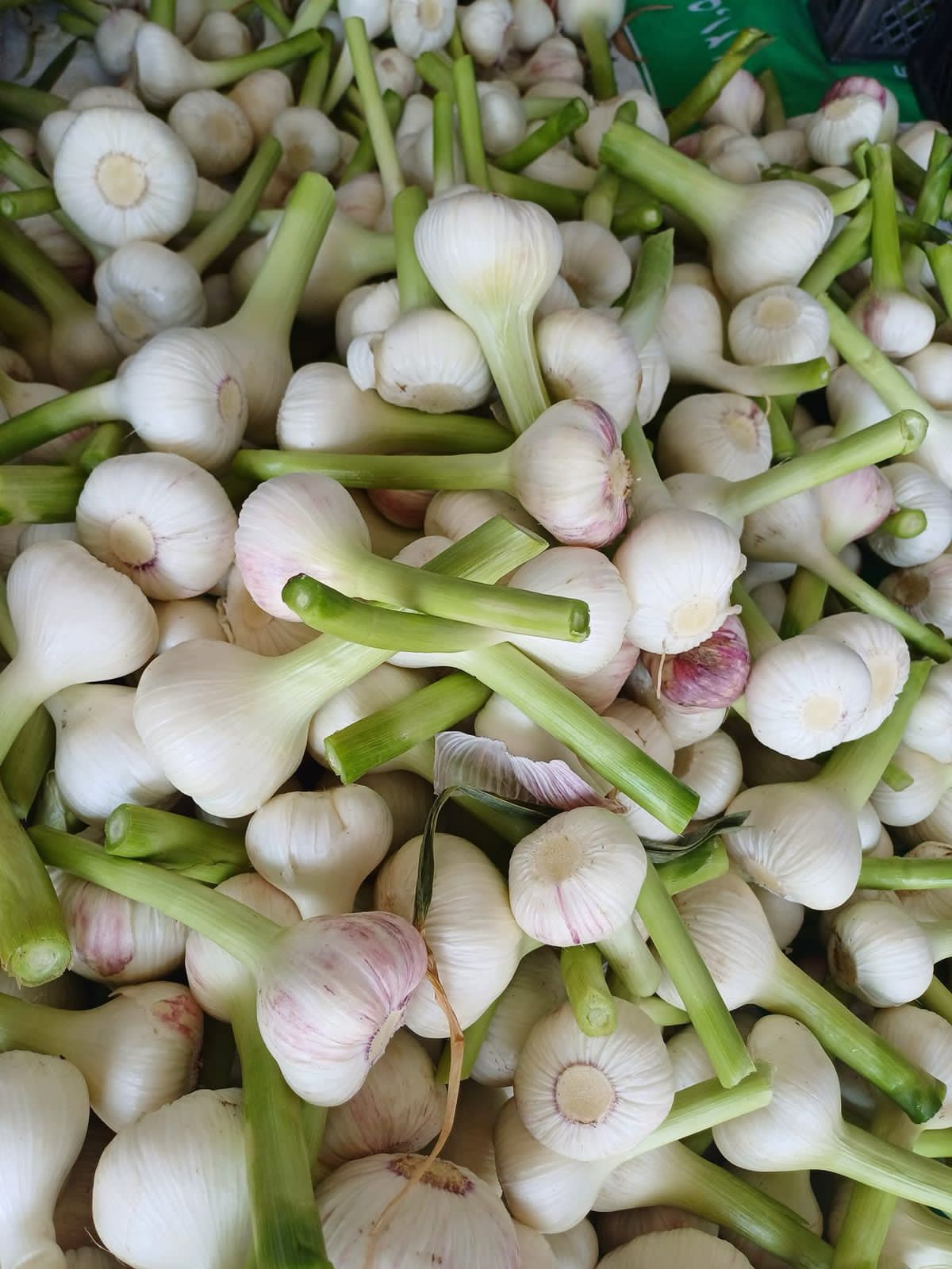 محصول ثوم 2026.. من "محطة الأوسط" مباشرة للعالم